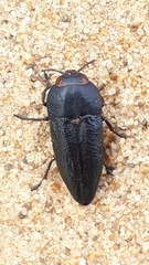 Sphenopterini