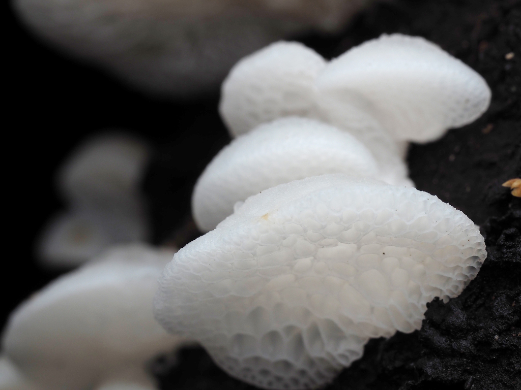 Favolaschia pustulosa · December 2025 · photo: © andrew_poad (iNaturalist, cc-by)
