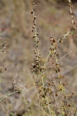 Artemisia persica