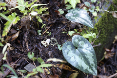 Asarum curvistigma