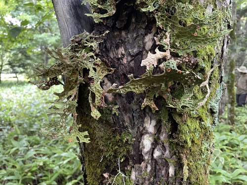 Lobaria orientalis