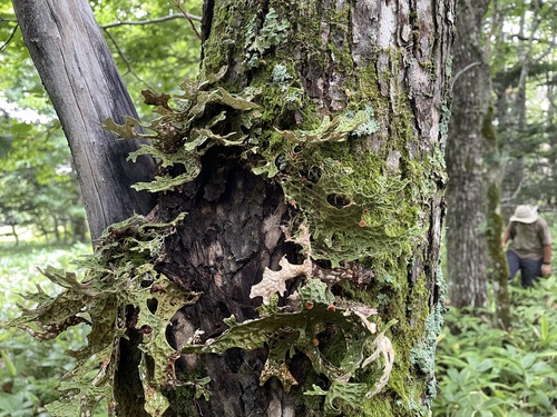 Lobaria orientalis