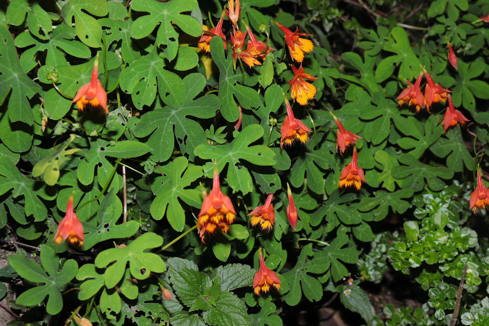 Tropaeolum smithii