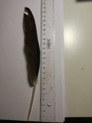 Cairina moschata domestica