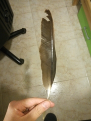 Cairina moschata domestica