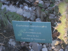 Euphorbia coerulescens