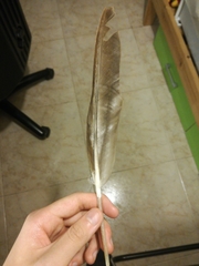 Cairina moschata domestica