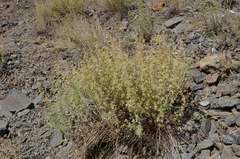Artemisia persica