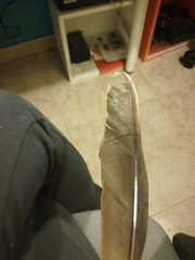 Cairina moschata domestica