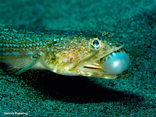 Atlantic Lizardfish