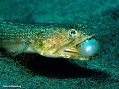 Atlantic Lizardfish
