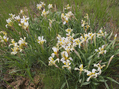 Iris scariosa