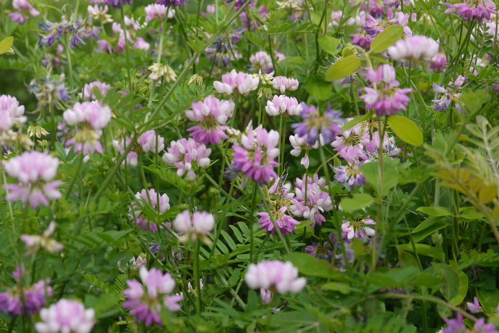 Crown Vetch (Wildflowers of the Preserve at Shaker Village) · iNaturalist