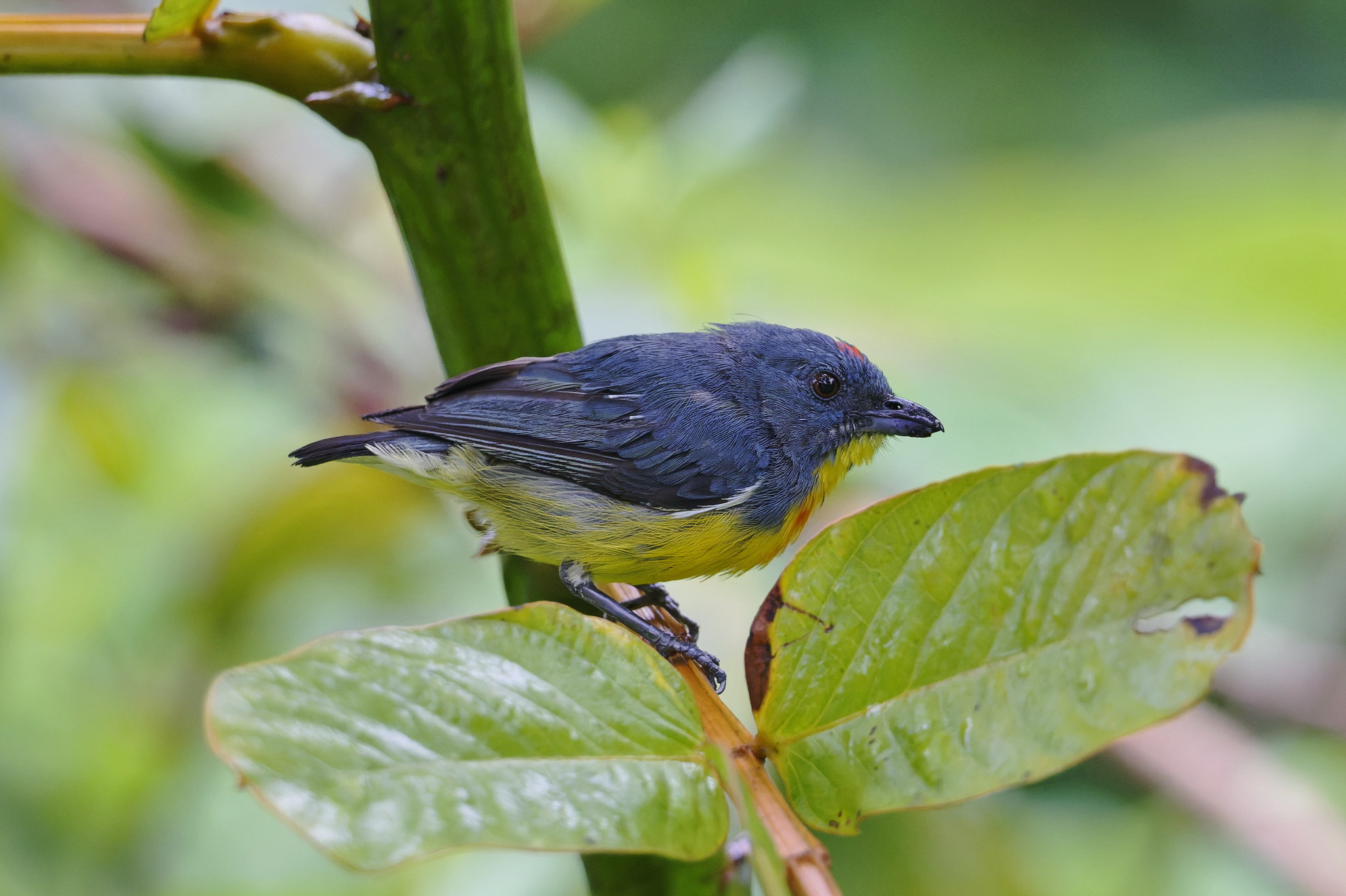 Yellow-rumped Flowerpecker (Prionochilus xanthopygius), photo 10