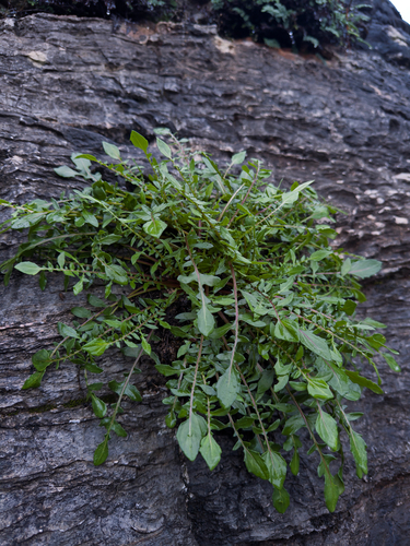 Radish-like Centaury (Centaurea raphanina)
