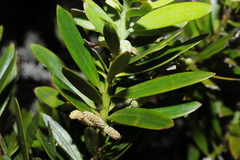 Podocarpus sprucei