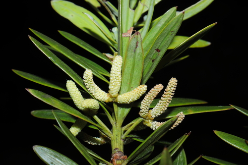 Podocarpus sprucei, photograph 1