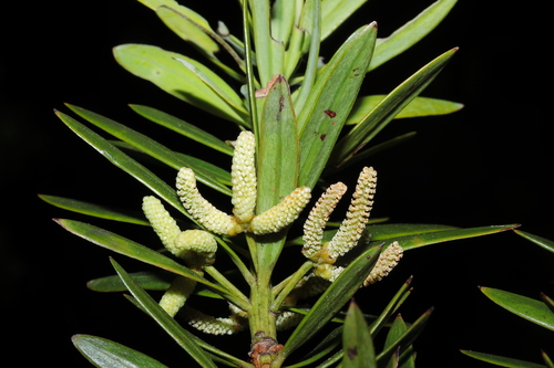 Podocarpus sprucei, photograph 2