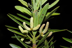 Podocarpus sprucei, photograph (c) Paúl Gonzáles, some rights reserved (CC BY)