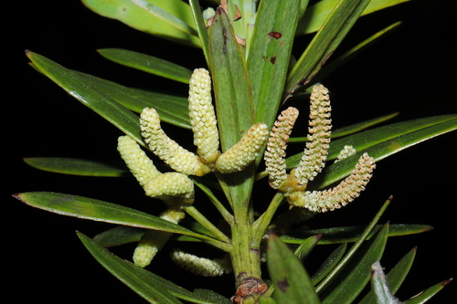 Podocarpus sprucei, photograph 3