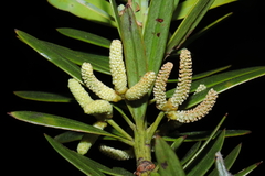 Podocarpus sprucei, photograph (c) Paúl Gonzáles, some rights reserved (CC BY)