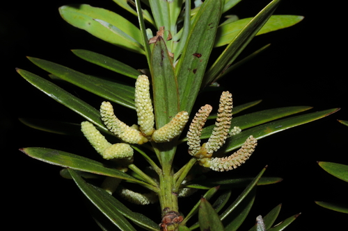Podocarpus sprucei, photograph 4