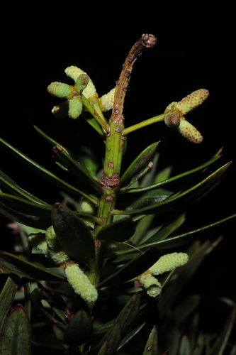 Podocarpus sprucei, photograph 6