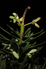 Podocarpus sprucei, photograph (c) Paúl Gonzáles, some rights reserved (CC BY)
