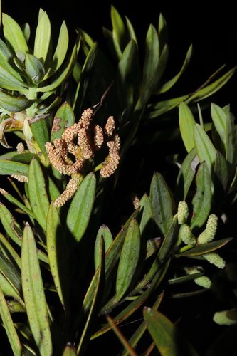 Podocarpus sprucei, photograph 5