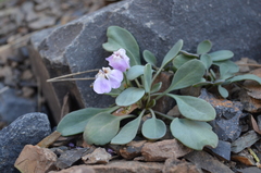 Leiospora subscapigera