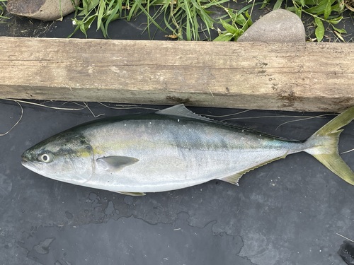 Japanese amberjack (Seriola quinqueradiata) — Carangidae — 3