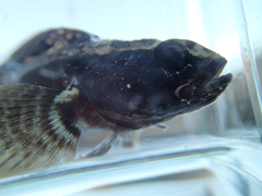 Crisscross Prickleback photo 2