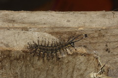 Hylesia coinopus