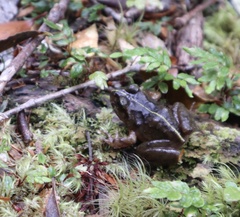 Eupsophus emiliopugini