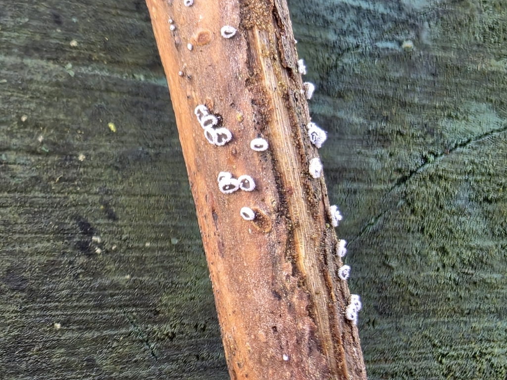 Lachnella alboviolascens