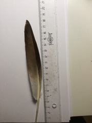 Anas platyrhynchos domesticus