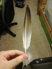 Anas platyrhynchos domesticus