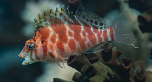 Threadfin Hawkfish — seen at this dive site