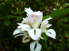 Govenia liliacea