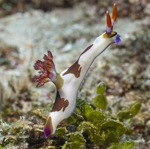 Purple-lined Nembrotha — seen at this dive site