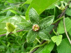 Gonolobus incerianus