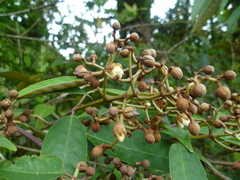 Vismia baccifera