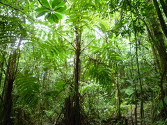Sphaeropteris