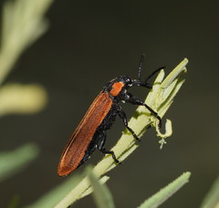 Rhinotia haemoptera