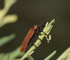 Rhinotia haemoptera