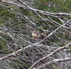 Aphrastura spinicauda fulva