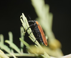 Rhinotia haemoptera