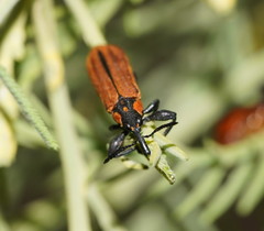 Rhinotia haemoptera