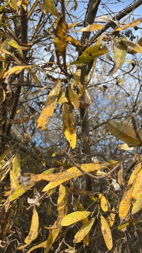 iNaturalist observation photo of Arroyo Willow