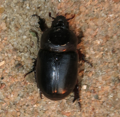 Temnorhynchus
